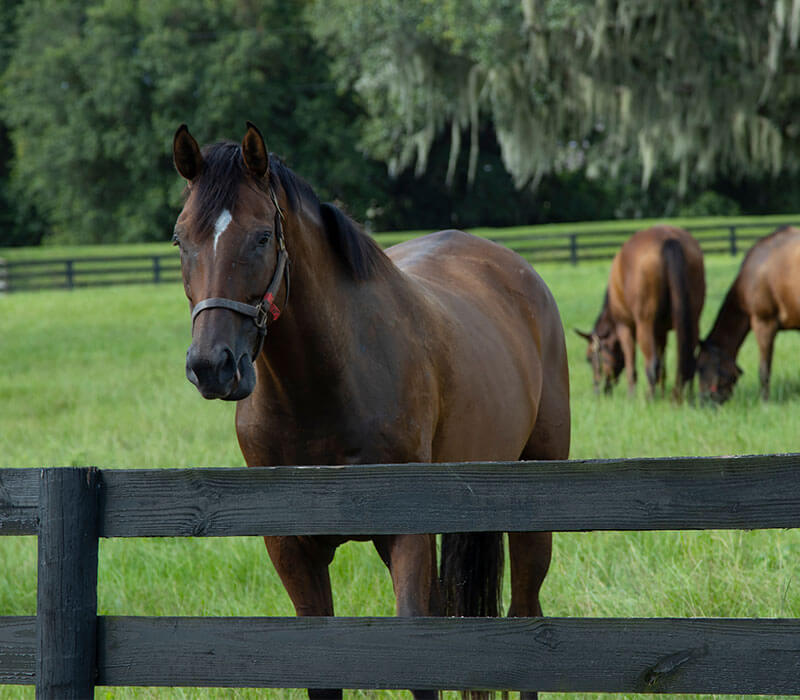 Equestrian Properties